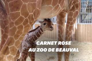 Naissance de la girafe Kimia au Zoo de Beauval