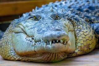 En Australie, il survit à l'attaque d'un crocodile... en desserrant sa mâchoire à mains nues