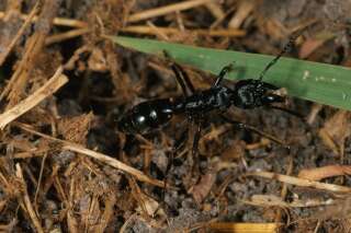 Des chercheurs découvrent des fourmis 