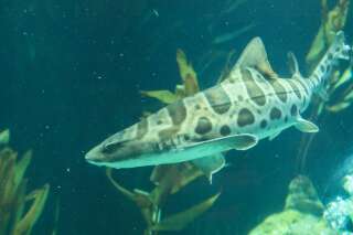 Après avoir été privée de son mâle pendant des années, cette femelle requin a fait des bébés toute seule