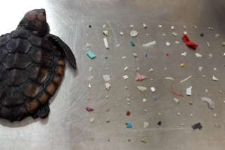 Cette tortue est morte avec 104 morceaux de plastique dans l'estomac