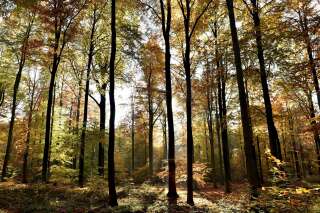 Équinoxe d'automne: Pourquoi les arbres ne se font jamais surprendre