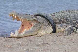 Qui osera retirer le pneu du cou de ce crocodile géant?