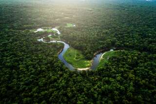 12 millions d'hectares de forêts tropicales détruits en 2018