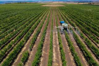 Pesticides: comment l'Anses va mesurer leur impact en zone viticole