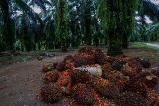 L'embargo indonésien sur l'huile de palme affecte le marché de l'huile