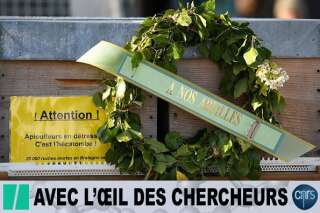 Après avoir perdu des dizaines de milliers de colonies d'abeilles, les apiculteurs se mobilisent dans toute la France