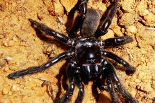 La plus vieille araignée du monde est morte, mais on vous déconseille son secret de longévité