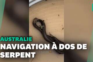 En Australie, deux souris et une grenouille échappent aux inondations à dos de serpent