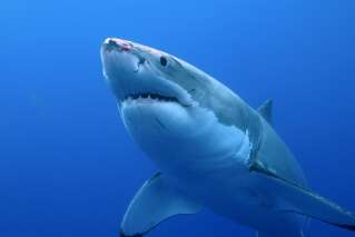 On sait de quoi le grand requin blanc a peur