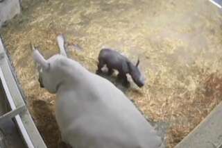 La réserve africaine de Sigean annonce la naissance d'un bébé rhinocéros blanc, une espèce menacée de disparition