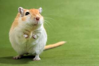 Des chercheurs transforment des souris en prédateurs féroces