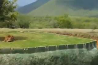 Cette vidéo d'une lionne qui saute par-dessus une fosse est folle
