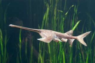 Ce poisson-spatule chinois est la première espèce éteinte de 2020