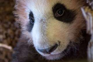 Yuan Meng, le bébé panda du zoo de Beauval a fait sa première sortie publique