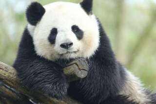 Le zoo de Beauval va accueillir un bébé panda, une première en France