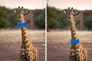 Où une girafe devrait-elle porter un noeud papillon? Le débat fait rage