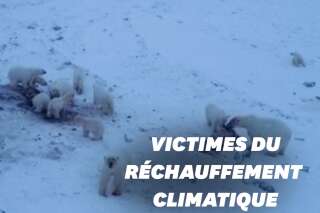 En Russie, 56 ours blancs s'installent aux abords d'un village