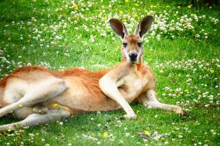 Les kangourous peuvent communiquer avec les hommes d'après une étude