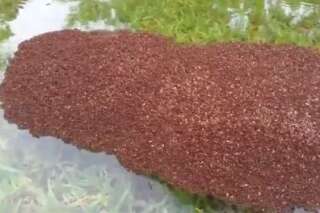 Inondations au Texas: après la tempête Harvey, les fourmis de feu forment de dangereux radeaux vivants