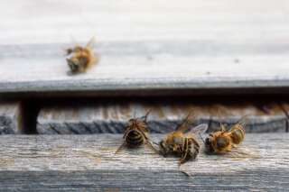 Le Canada veut interdire ces deux pesticides nocifs pour les insectes aquatiques et les abeilles