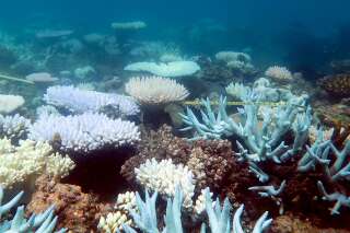 La Grande barrière de corail, joyau du patrimoine mondial, a subi une hécatombe 