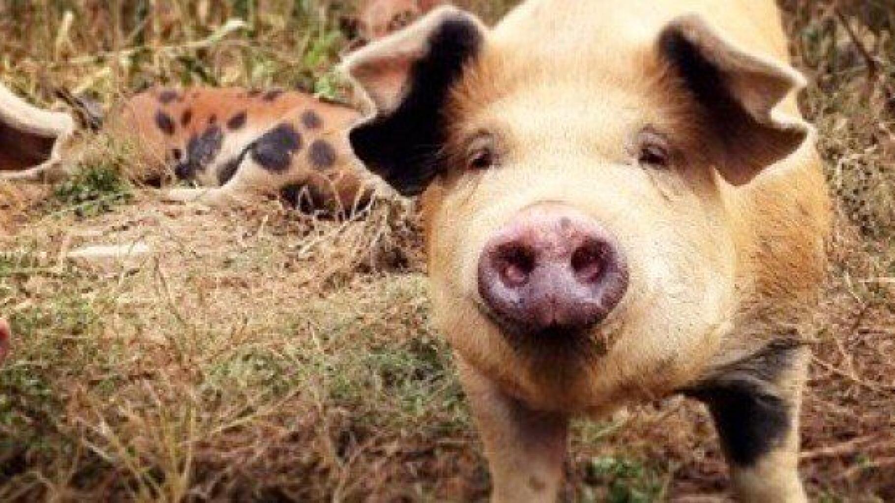 Un cochon heureux donne-t-il une meilleure viande ?