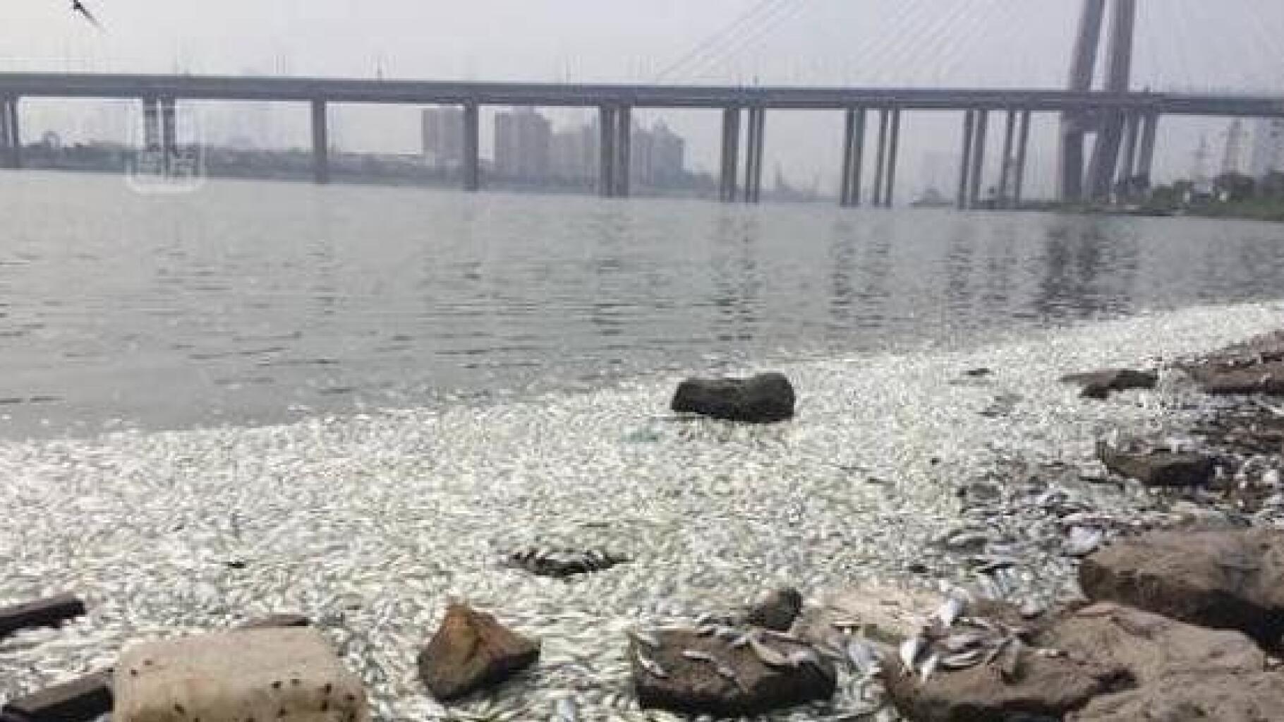 Tianjin : taux de cyanure démentiels, des milliers de poissons morts
