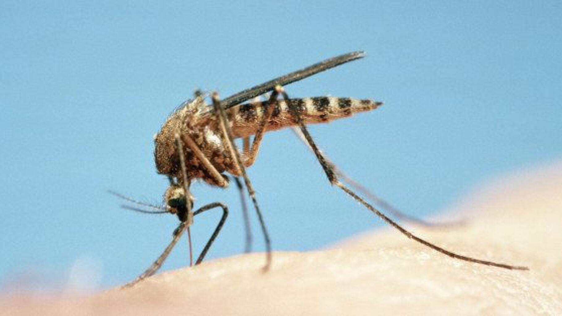 Piqûre de moustique : ce qu'il se passe dans notre corps et les ...