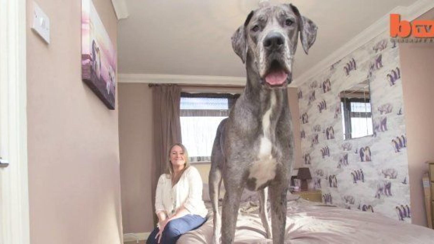 Dites bonjour à Freddy, le plus grand chien d'Angleterre (bientôt du monde ?)