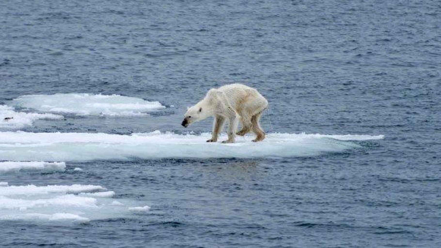 Image D Ours Polaire Sur Une Plage Ours polaire: l'auteure de la photo qui a fait le tour du monde lance un  appel contre le réchauffement
