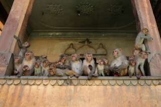 En Inde, des singes s'emparent de tests sérologiques pour le Covid-19