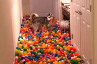 Ce chien ne sait plus où donner de la tête dans cette piscine de 5400 balles