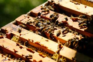 La justice suspend deux pesticides soupçonnés de nuire aux abeilles