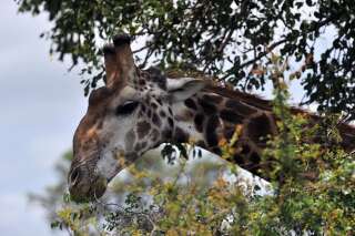 La girafe fait maintenant officiellement partie des espèces menacées