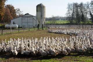 Face à l'épidémie de grippe aviaire, les 600.000 canards des Landes vont être abattus