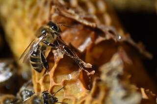 Notre-Dame: les abeilles des ruches de la cathédrale sauvées