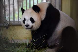 Huan Huan, le panda du ZooParc de Beauval, attend des jumeaux