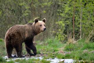 Un ours signalé au Portugal, une première depuis près de 200 ans