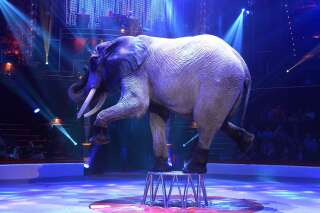 Le Danemark va acheter les 4 derniers éléphants de cirque du pays