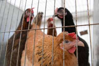 Le risque de grippe aviaire 