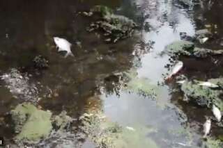 Hécatombe de poissons dans une rivière d'Ille-et-Vilaine après un incident dans une usine Lactalis
