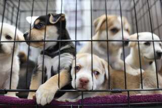 Les chiens et chats vendus en animaleries en Californie viendront obligatoirement de refuges