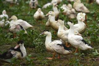 Grippe aviaire: vers des abattages massifs dans les foyers qui se multiplient