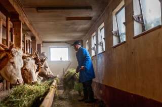 Un site de rencontre néerlandais pour fermiers sans successeur et citadins en mal de campagne