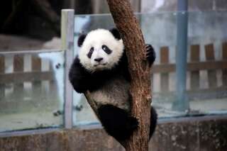 Zoo de Beauval: Le prénom du bébé panda choisi par Brigitte Macron et la première dame chinoise, ce n'est pas un hasard
