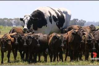 Cette vache géante fait un effet bœuf sur les réseaux sociaux