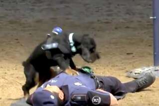 Poncho, le chien de la police municipale de Madrid qui fait des massages cardiaques, est un vrai bourreau des coeurs