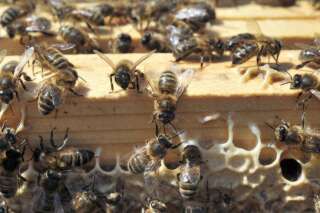 Vers une interdiction européenne de certains pesticides tueurs d'abeilles?