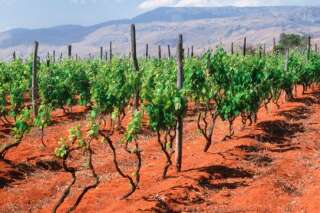 Réchauffement climatique: le vignoble européen pourrait se réduire de 89%
